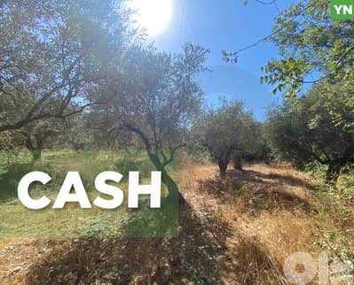 agricultural land, planted with olive, Zgharta, sakhra REF#YN129276
