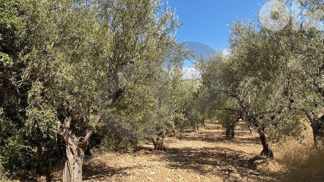 agricultural land, planted with olive, Zgharta, sakhra REF#YN129276 1