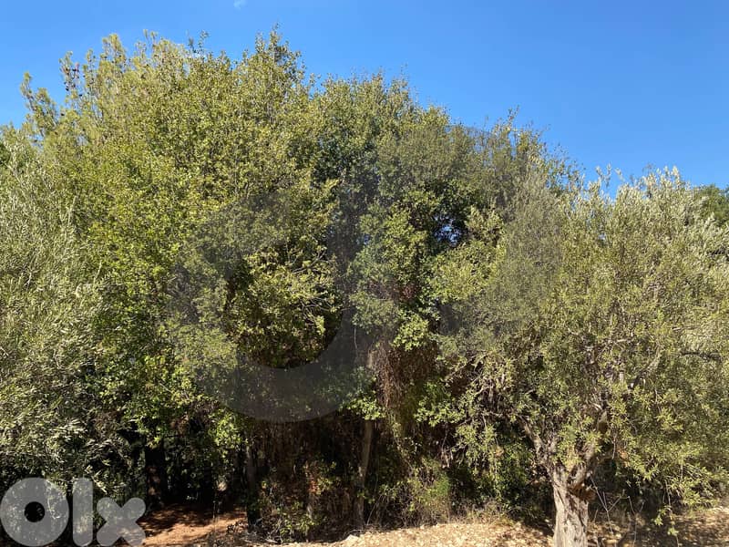 agricultural land, planted with olive, Zgharta, sakhra REF#YN129276 2