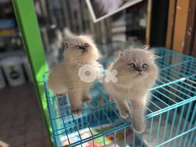 himalayan pretty  70485808