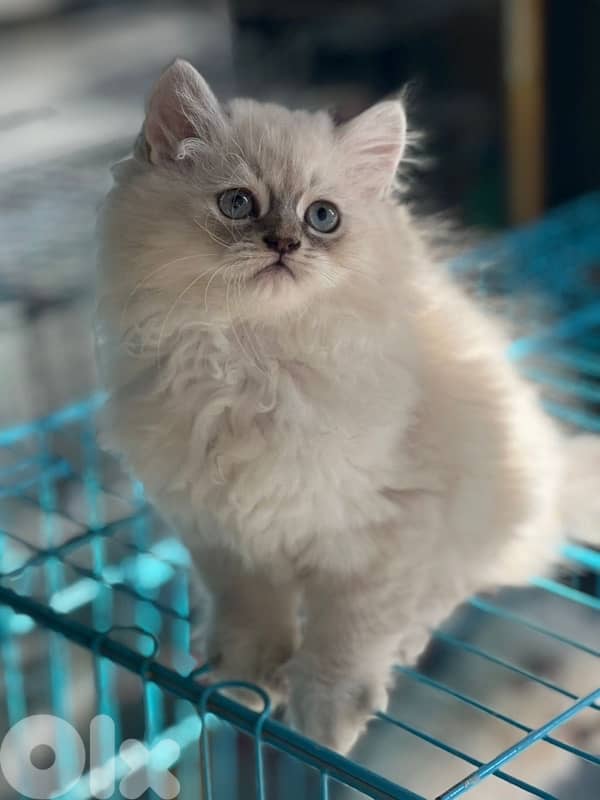 himalayan pretty  70485808 1