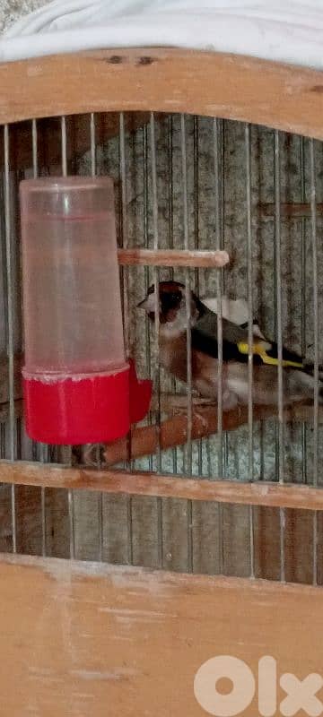 انتاية حسون 0