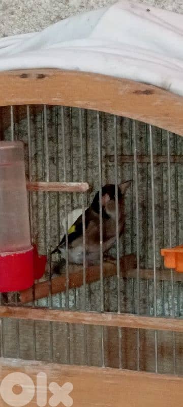 انتاية حسون 1