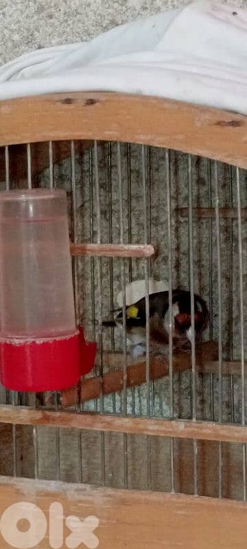 انتاية حسون 2