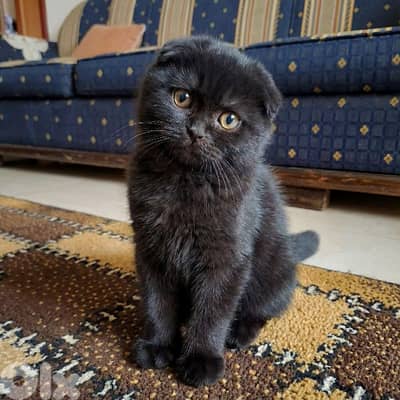 Black Scottish Fold kittens – dewormed, healthy, very playful