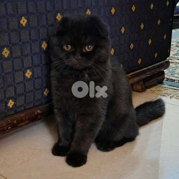 Black Scottish Fold kittens – dewormed, healthy, very playful 1