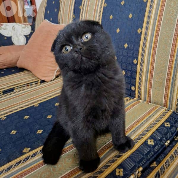 Black Scottish Fold kittens – dewormed, healthy, very playful 2