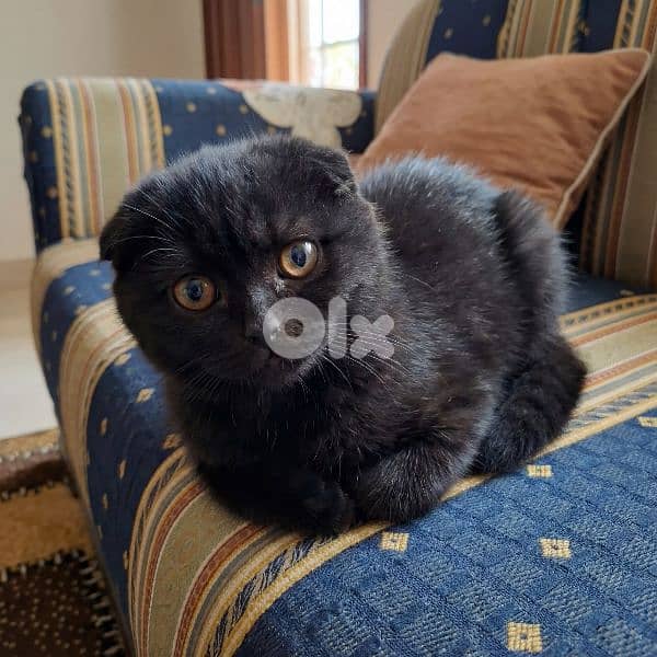 Black Scottish Fold kittens – dewormed, healthy, very playful 3