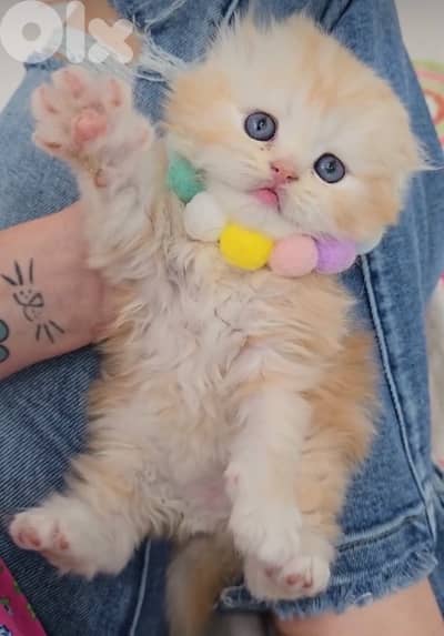 barbie cats persian 70485808