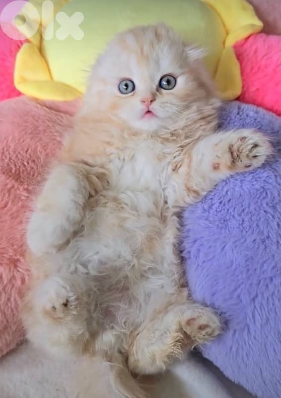 barbie cats persian 70485808 1