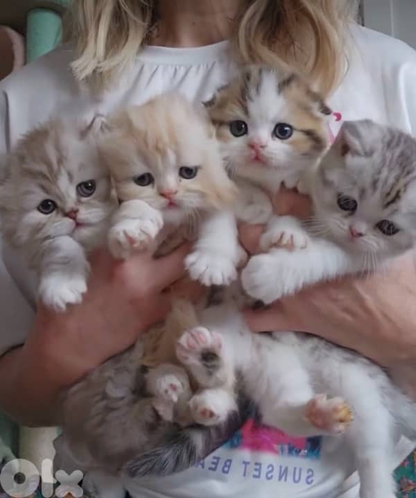 barbie cats persian 70485808 2
