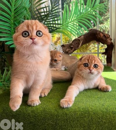 scottish gold 70485808