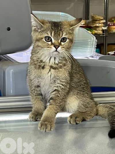 Lost American Shorthair