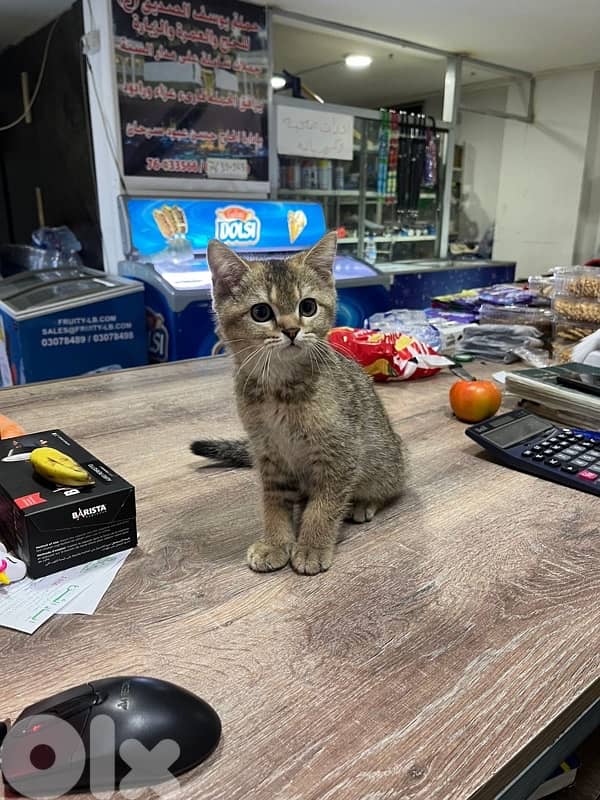 Lost American Shorthair 1