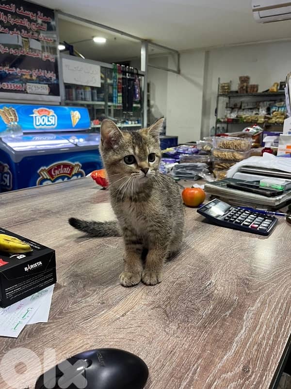 Lost American Shorthair 2