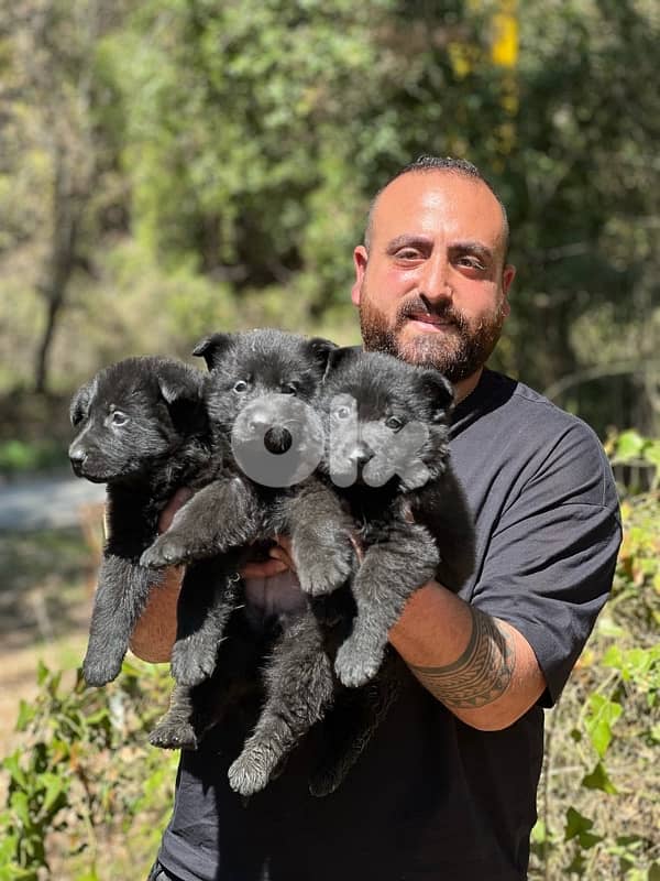royal black German shepherd puppies 0