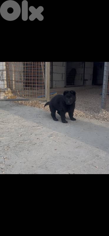 royal black German shepherd puppies 1