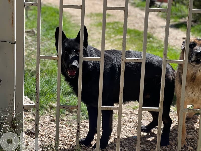 royal black German shepherd puppies 2
