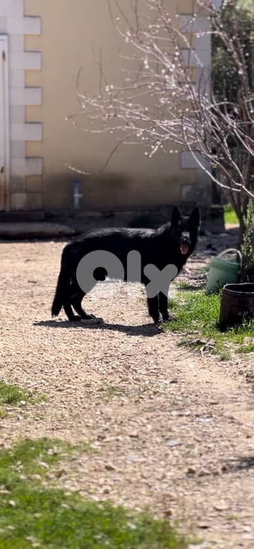 royal black German shepherd puppies 3