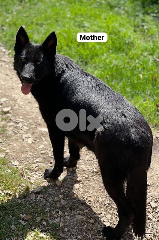 royal black German shepherd puppies 4