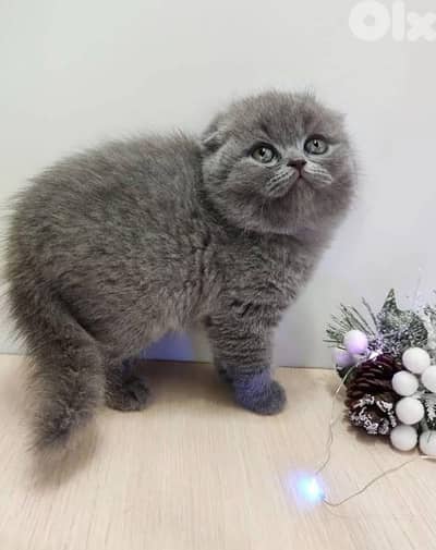 british blue pure 70485808