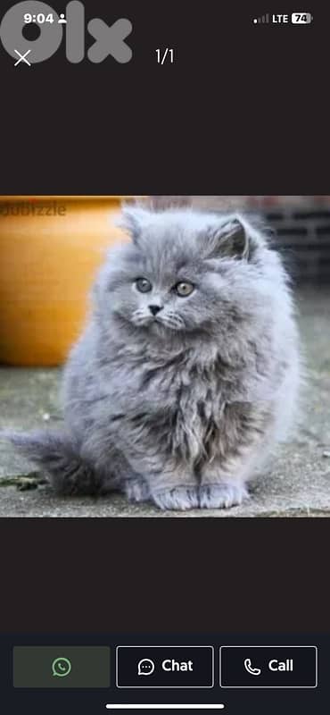 scottish murbel 70485808