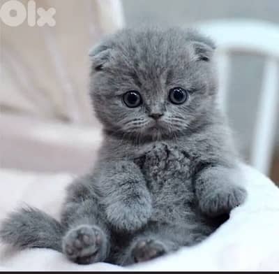 scottish blue 70485808