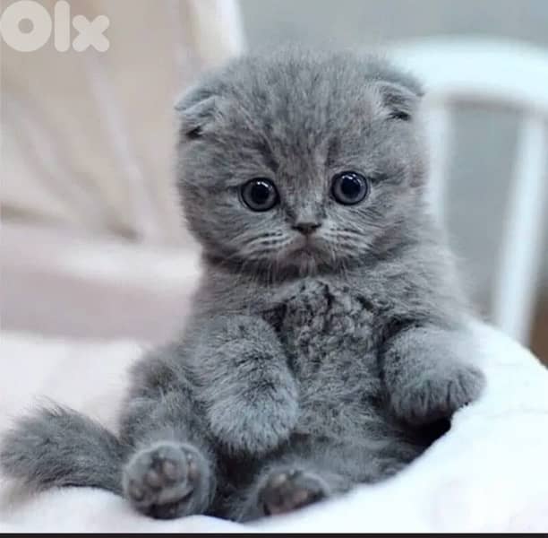 scottish blue 70485808 0