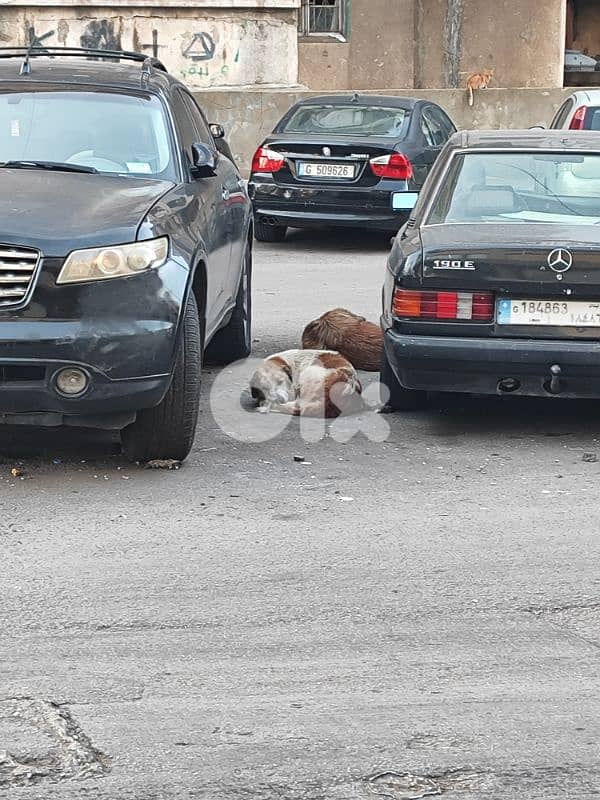 2 Dogs for adoption dekwaneh 0