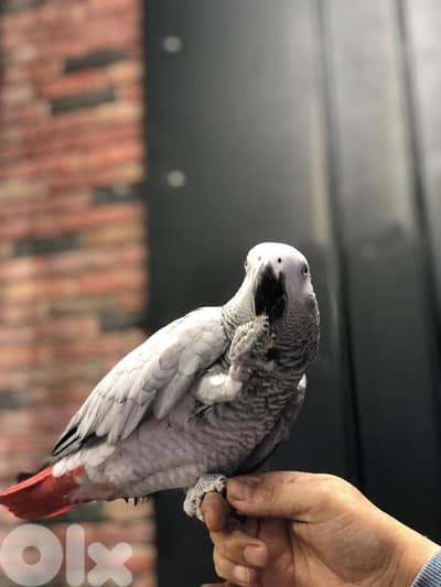 كاسكو جامبو