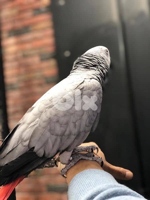 كاسكو جامبو 1