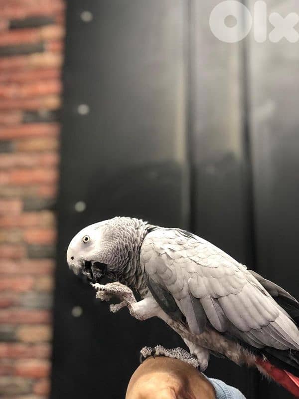 كاسكو جامبو 2