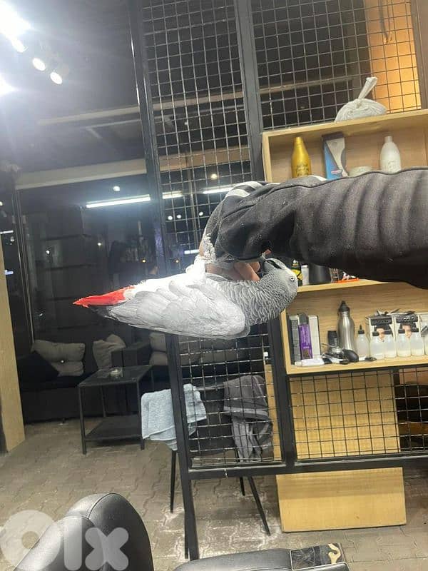 كاسكو جامبو 3