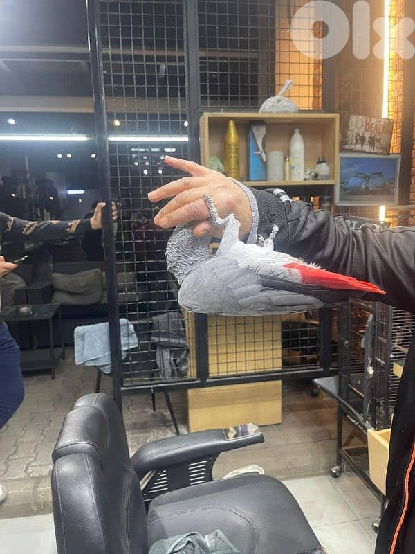 كاسكو جامبو 4