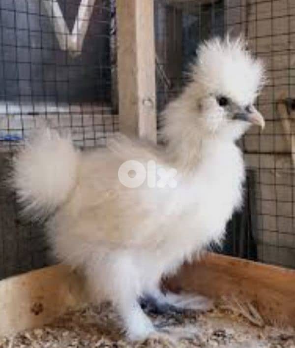 أحلى الأسعار 0