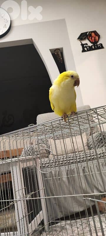 كويكر  مروض ما بعض بيحكي