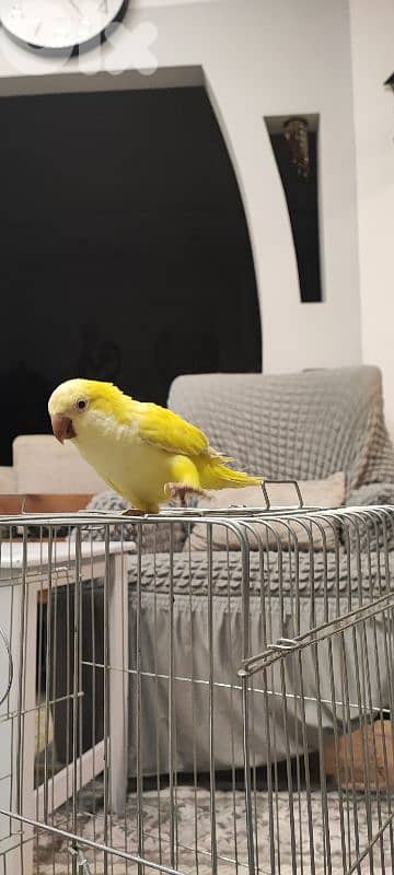 كويكر  مروض ما بعض بيحكي 1