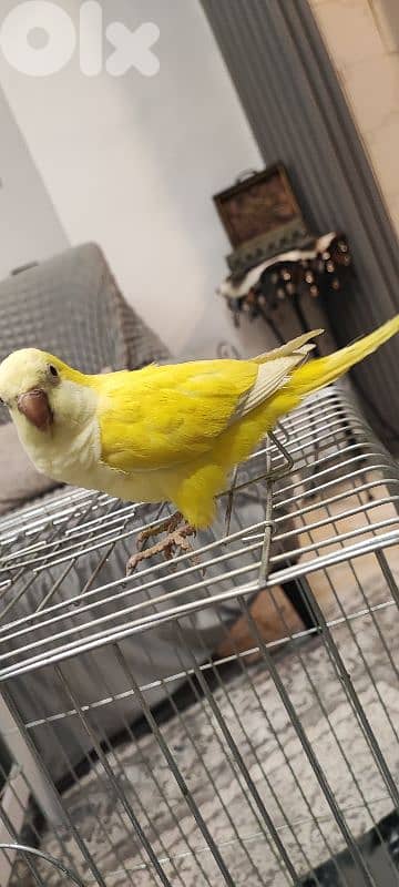 كويكر  مروض ما بعض بيحكي 2