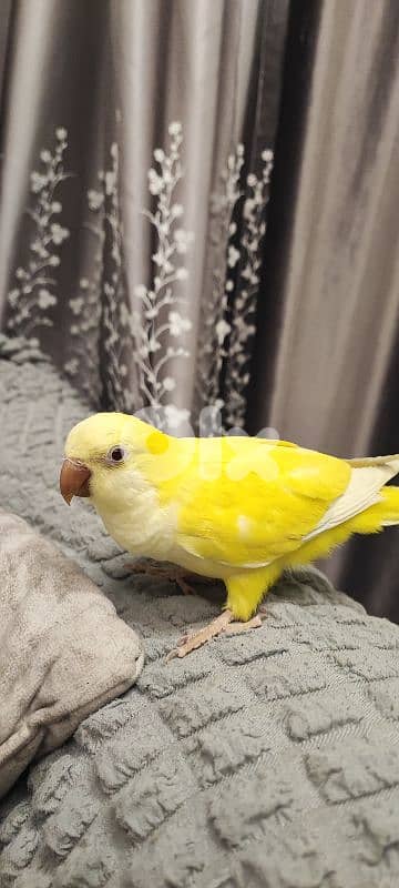 كويكر  مروض ما بعض بيحكي 3