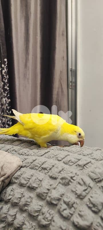 كويكر  مروض ما بعض بيحكي 4