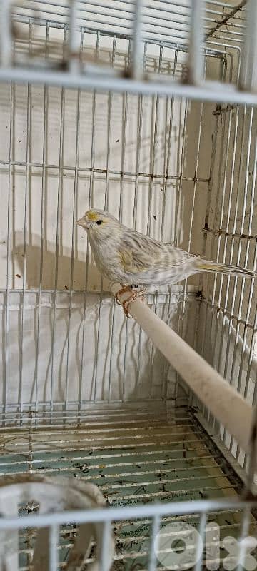 انثى اغات بلاك25