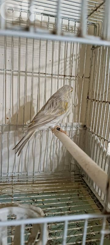 انثى اغات بلاك25 1