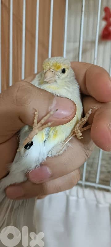 انثى اغات بلاك25 3