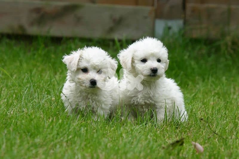 bichon female and male 55 days 0