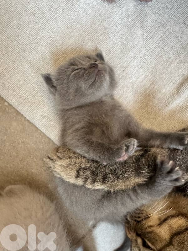 for sale Scottish fold 2