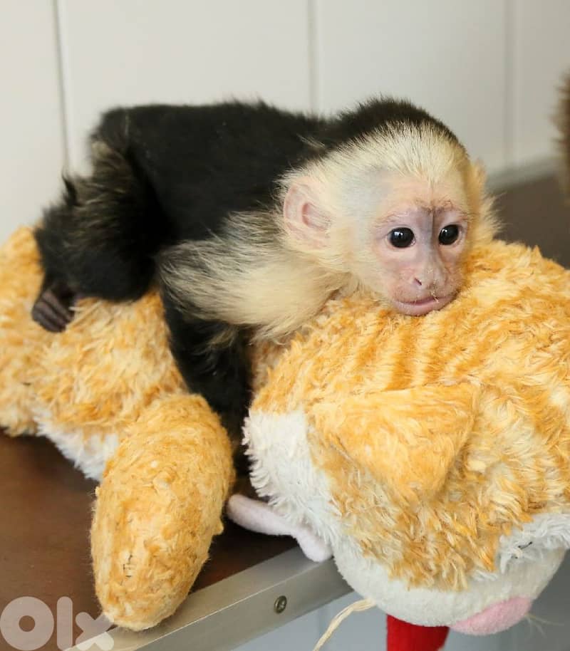 Baby Capuchin monkey for adoption 0