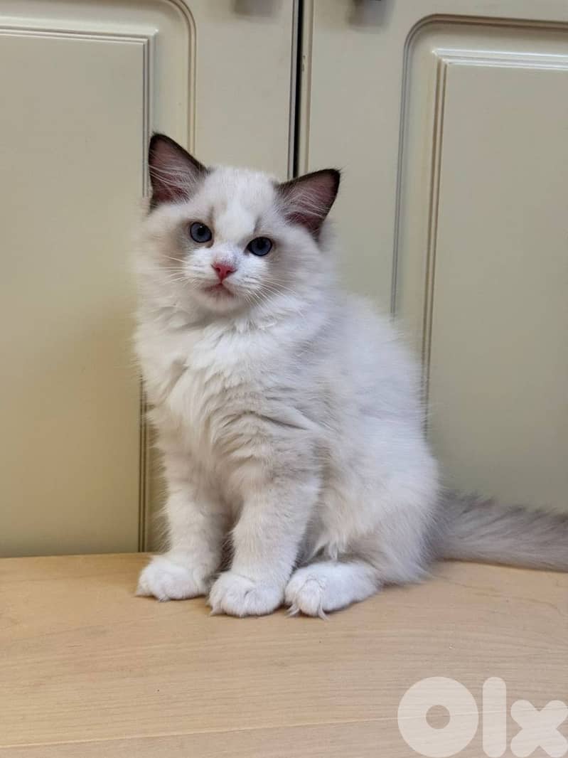 ADORABLE RAGDOLL KITTENS FOR ADOPTION 1