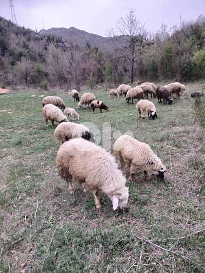 الغينه نهر الدهب