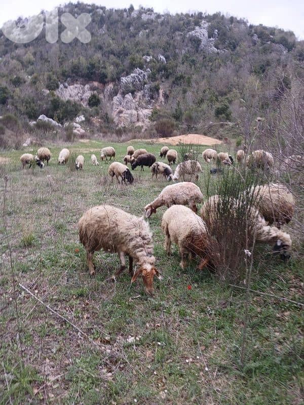 الغينه نهر الدهب 1