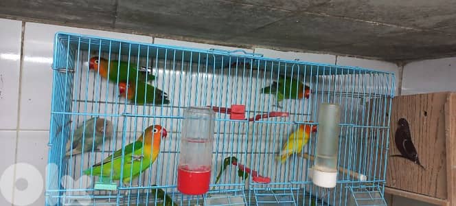 ٦ طيور فيشر ، رماج